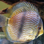 Discus Heckel canuma