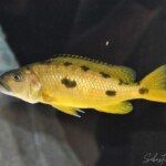 Exochochromis anagenys yellow