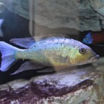 Fossorochromis rostratus