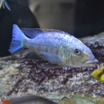Fossorochromis rostratus