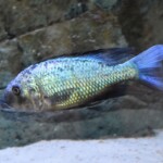 Fossorochromis rostratus