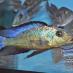 Fossorochromis rostratus