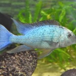 Fossorochromis rostratus
