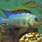 Fossorochromis rostratus