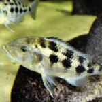 Fossorochromis rostratus femelles