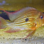 Geophagus Winemilleri Sauvage de Colombie