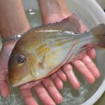 Geophagus Winemilleri Sauvage de Colombie