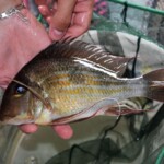 Geophagus Winemilleri Sauvage de Colombie