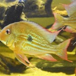 Geophagus Winemilleri Sauvage de Colombie