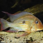 Geophagus Winemilleri Sauvage de Colombie