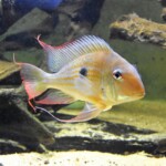Geophagus Winemilleri Sauvage de Colombie