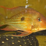 Geophagus Winemilleri Sauvage de Colombie