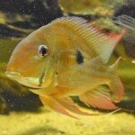Geophagus Winemilleri Sauvage de Colombie