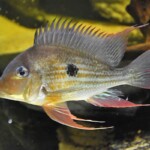 Geophagus Winemilleri Sauvage de Colombie