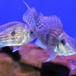 Geophagus sveni