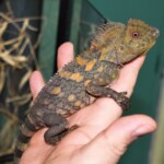 Gonocephalus chamaeleontinus