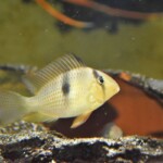 Guianacara cf owroewefi Grand Laussat