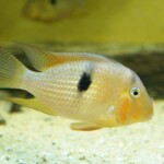 Guianacara cf owroewefi Grand Laussat