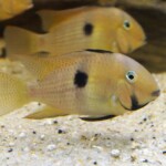 Guianacara cf owroewefi Grand Laussat