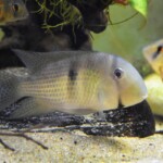 Guianacara dacrya Cumina