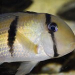 Guianacara dacrya Cumina