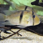Guianacara dacrya Cumina