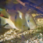 Guianacara dacrya Cumina