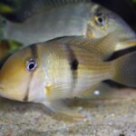 Guianacara dacrya Cumina