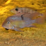 Guianacara sp. Jatapu