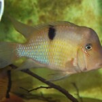 Guianacara sp. Jatapu