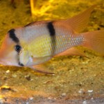 Guianacara sp. Jatapu