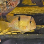 Guianacara sp. Jatapu