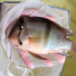 Guianacara sp. Jatapu