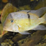 Guianacara sp. Jatapu