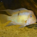 Guianacara sp. Jatapu