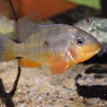Gymnogeophagus balzani