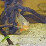 Gymnogeophagus balzani