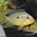 Gymnogeophagus balzani