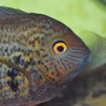 Heros sp.Tapajos