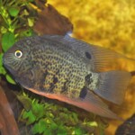 Heros sp.Tapajos