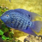 Heros sp.Tapajos