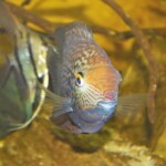 Heros sp.Tapajos