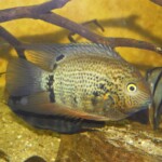 Heros sp.Tapajos