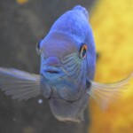 Heros sp.Tapajos