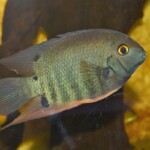 Heros sp.Tapajos