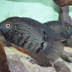 Heros sp.Tapajos