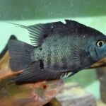 Heros sp.Tapajos femelle