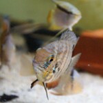 Heros sp.Tapajos jeune