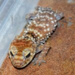 Nephrurus amyae
