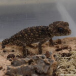 Nephrurus asper
